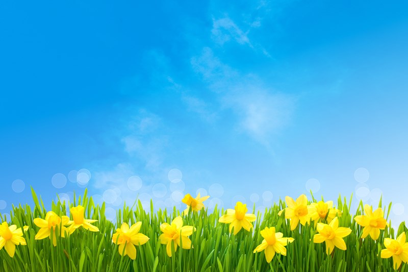 Spring Statement 2019